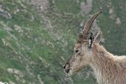 61 Malmesso il muso dalla parte del corno mutilato